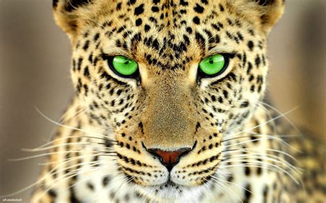 Green Eyes Leopard Animals Big Cats Wallpapers Hd