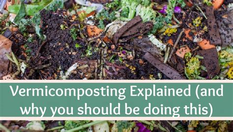 Vermicomposting Explained And Why You Should Be Doing This High