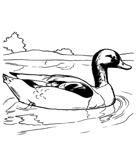 Mallard Duck Swimming Coloring Pages Color Luna