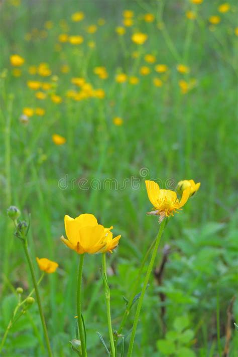 Yellow Flowers In The Field Stock Photo Image Of Horizon Grass 93570258