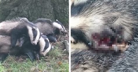 Badger Cull Picture Shows Three Dead Animals Piled Up Together Metro News