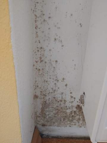 Wie das schimmelspray funktioniert und wirkt zeige ich euch in meinem video. Schimmel in der Wohnung sieht jahrelang gleich aus, wie ...