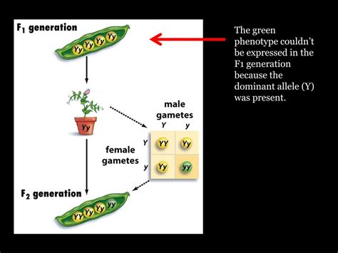 This representation clearly organizes a… a. PPT - Inheritance PowerPoint Presentation, free download ...
