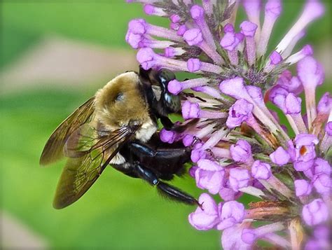 The plants seemed ok when they arrived and i planted them the next day. A Quick Walk-through the Garden and an Act of Insanity ...