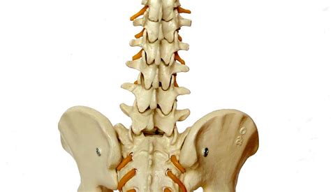 I had 3 herniated discs from dig.disc disease. What Causes Lower Left Hand Side Back Pain - Causes of ...