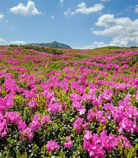 Blossoming Slopes Rhododendron Flowers Of Carpathians Stock Photo