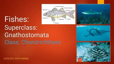 Fishes Super Class Gnathostomata Class Chondrichthyes Youtube