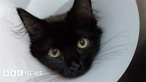 Life Saving Surgery For Kitten Trapped In Engine Bbc News