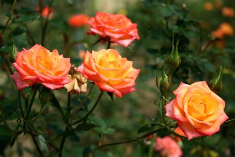 Orange Rosen Die 10 Schönsten Sorten Plantura