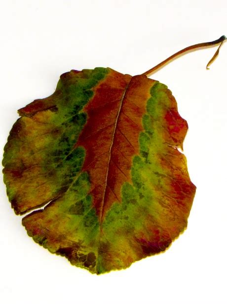 Tri Color Autumn Leaf Free Stock Photo Public Domain Pictures