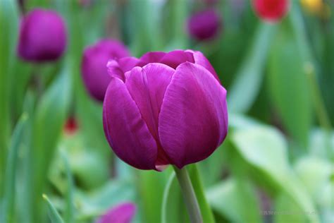 Royal Botanical Garden Purple Tulip A Nerd At Large
