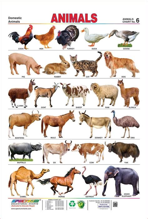 Animals Name In English A To Z With Pictures