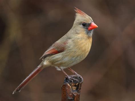 Northern Cardinal Celebrate Urban Birds