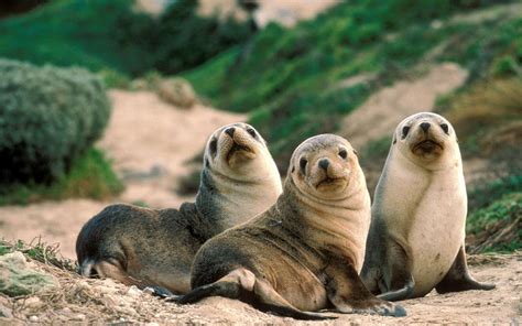 Sea Lion Trio Sea Lions Wallpaper 40457519 Fanpop