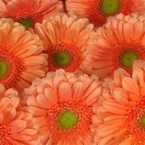 Gerbera Daisies Available Now Place An Order Online For Your Shop Tax