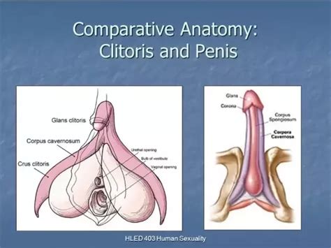 Female Clitoris Structure Functions Nude Gallery