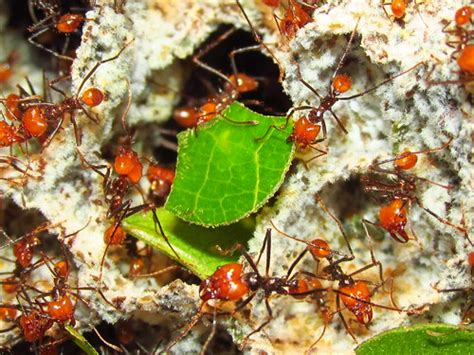 Leaf Cutting Ant Nest Atta Cephalotes Growing The Symbiont Flickr