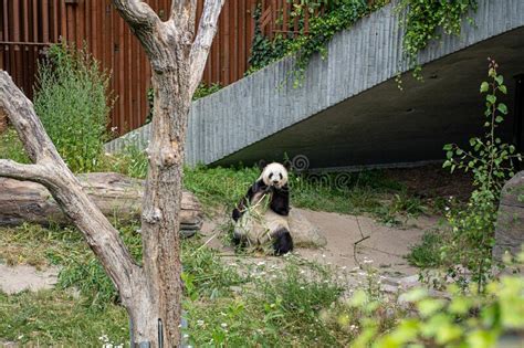 Panda In Copenhagen Zoo Editorial Stock Photo Image Of Skin 259421663