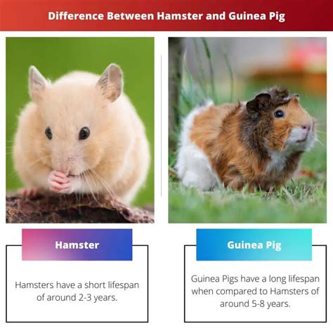 Hamster Vs Guinea Pig Difference And Comparison