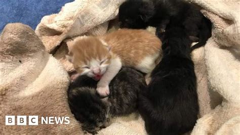 Kittens Dumped In Birmingham Bin And Left To Die