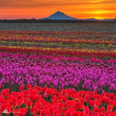 Flowerhood Tulip Fields And Mt Hood Oregon Benbabusis Flickr