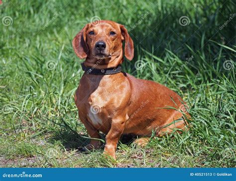Portrait Red Smooth Haired Dachshund Stock Image Image Of Small