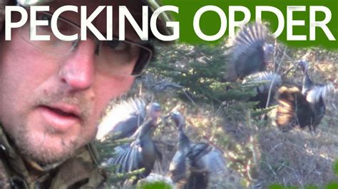 Gobbler Fight While Bow Hunting For Turkey YouTube