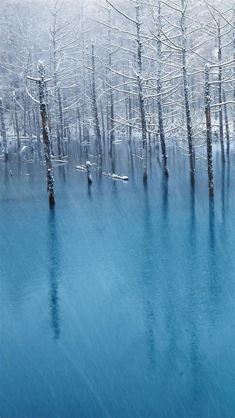 Pure Winter Wither Tree Grove Frozen Lake Landscape Iphone 6 Wallpaper