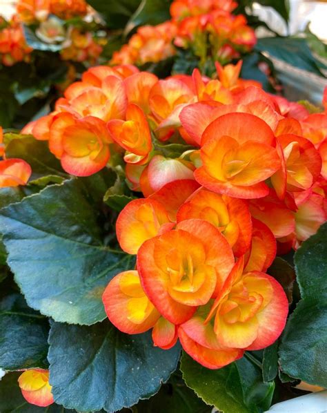 Begonias For Indoors Or Outdoors Horticulture And Home Pest News