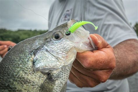 Best Lures For Crappie Fishing Jigs Vs Minnows Realtree Camo