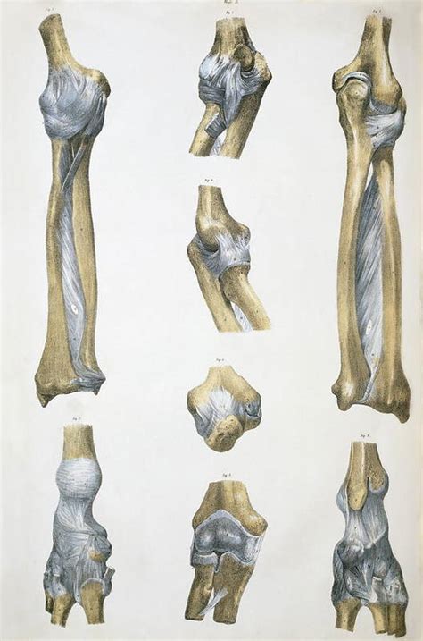 Lower Arm Bones And Ligaments Art Print By Sheila Terry Pixels