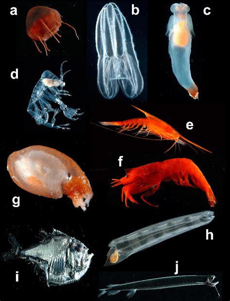 An Assortment Of Deep Pelagic Animals A Aeginura Grimaldii A
