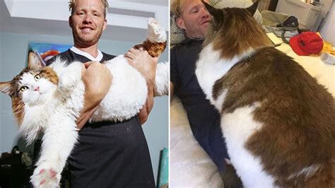 Meet Samson New York Citys Largest Cat That Weighs 30 Lbs And Is 4