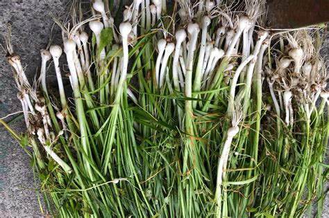 Wild Onions Natures Delectable Answer To Scallions — Book Wild Food