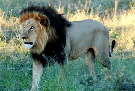 Rare Black Maned Ethiopian Lion Caught On Camera