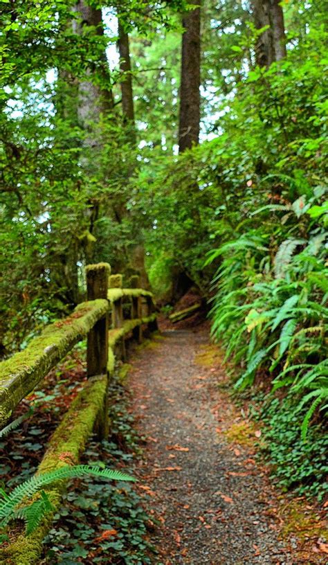 Historic Del Norte State Park Is 6400 Acres Of Ancient Forests Misty
