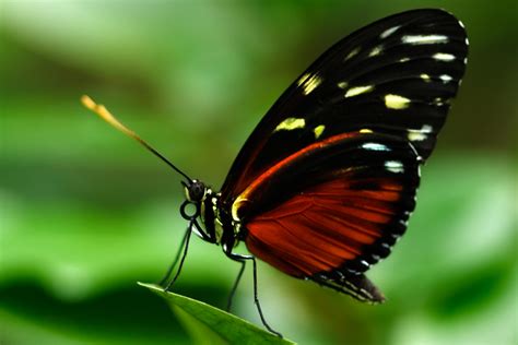 Betterfly by jaime rangel castro. Free photo: Profile butterfly - Animal, Black, Butterfly ...