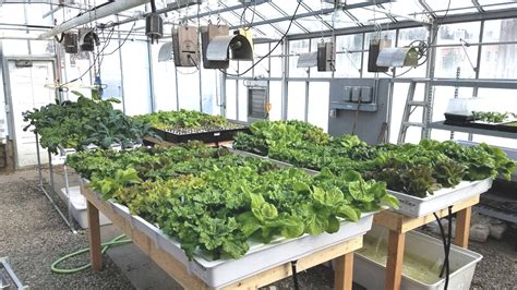 Find the perfect hydroponic farming stock photos and editorial news pictures from getty images. hydroponic lettuce farming soiless cultivation | ADAK Software