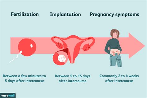 💌 Process Of Conception To Implantation Implantation Cramping Timing