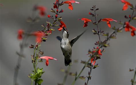Animals Nature Birds Hummingbirds Flowers Wallpapers