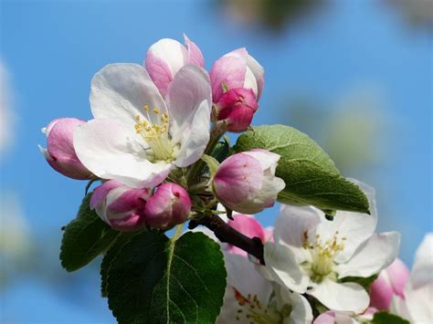 Free Photo Apple Blossom Apple Tree Blossom Free Image On Pixabay