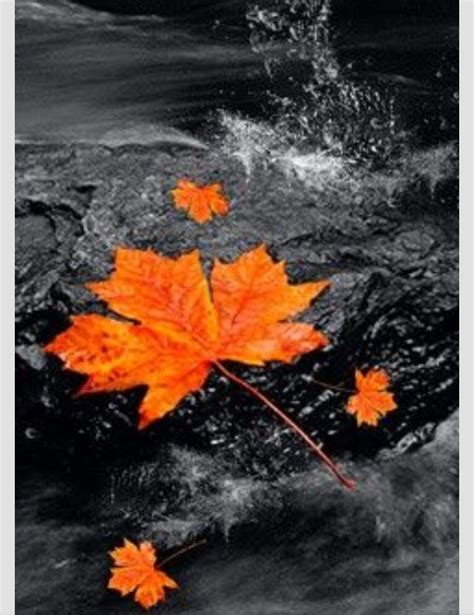 Fall ️ Splash Photography Color Splash Photo Color Splash Photography