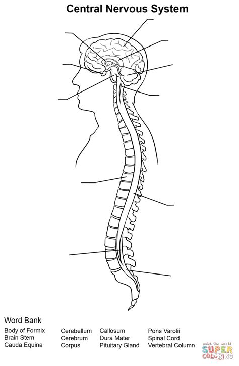 Definition, function, parts central nervous system diagram. Central Nervous System Worksheet coloring page | Free ...