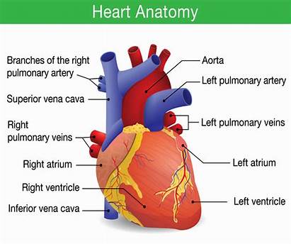 Anatomy Heart Human Cardiac Arrest Aid Signs