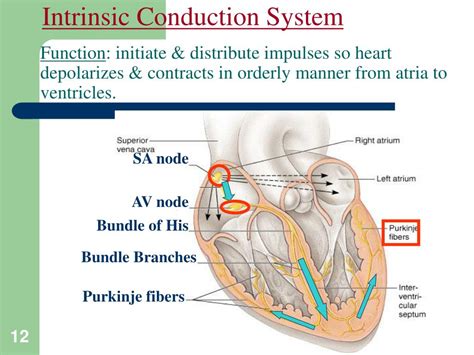 Ppt Conduction System Of The Heart Powerpoint Presentation Free