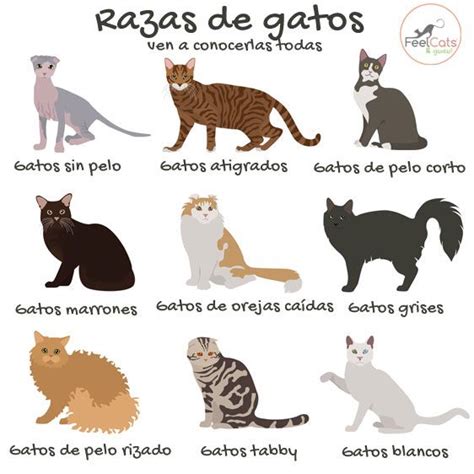 toda la información sobre los distintos tipos y razas de gatos que existen Sphynx Gato Ragdoll