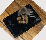 Mouse Trap Sticky Images