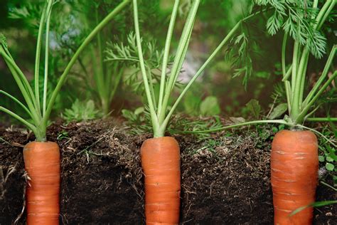How Deep To Plant Carrot Seeds