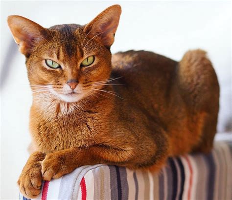 Abyssinian Cat In 2020 Abyssinian Cats Most Beautiful Cat Breeds Cats