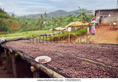 Categor A Grain Africa De Fotos E Ilustraciones De Stock